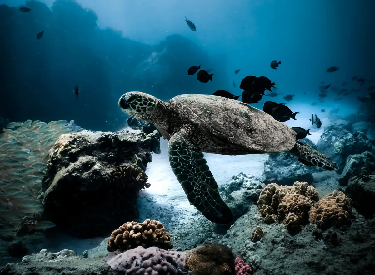 Snorkelling and diving near Sosúa